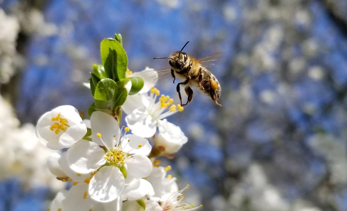 5 Everyday things that rely on bees Just Bee Honey