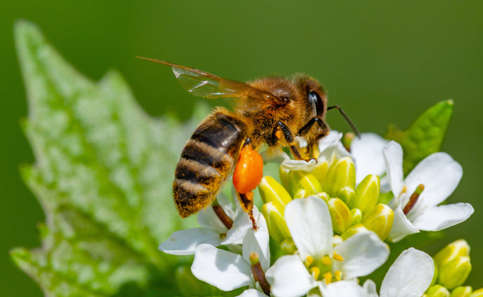 Why are bees so important?