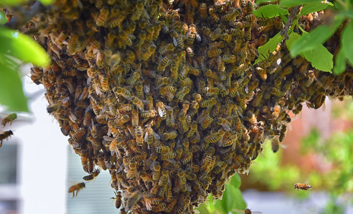 What is a swarm and what to do if you see one