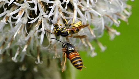 The Difference Between Bees and Wasps