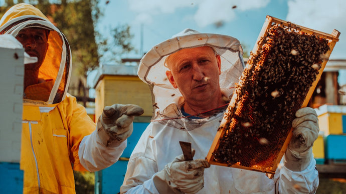 How Can I Start Beekeeping?