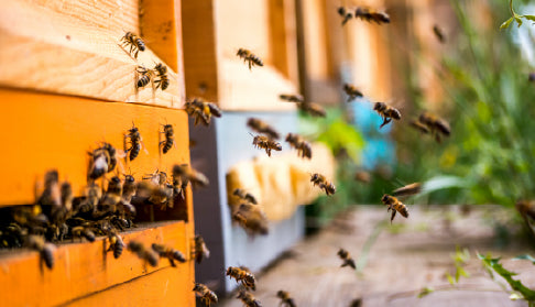 How Bees Beat the Heat: Inside the Summer Hive