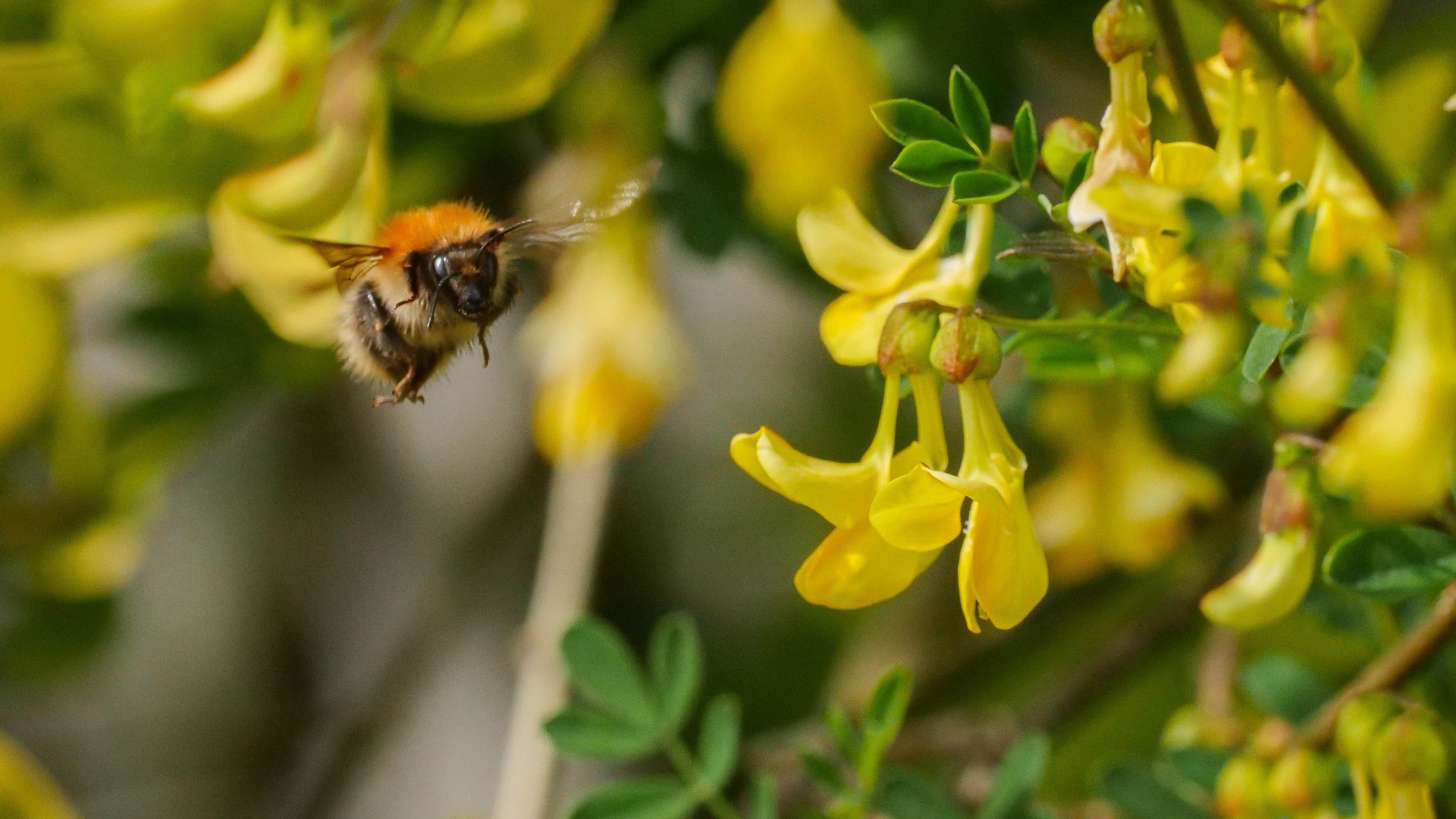Bees' Needs Week