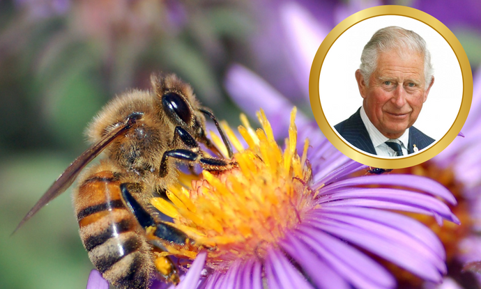 The Royal Bees - King Charles III, Bees and Beekeeping