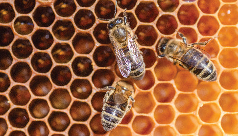 What is Royal Jelly?