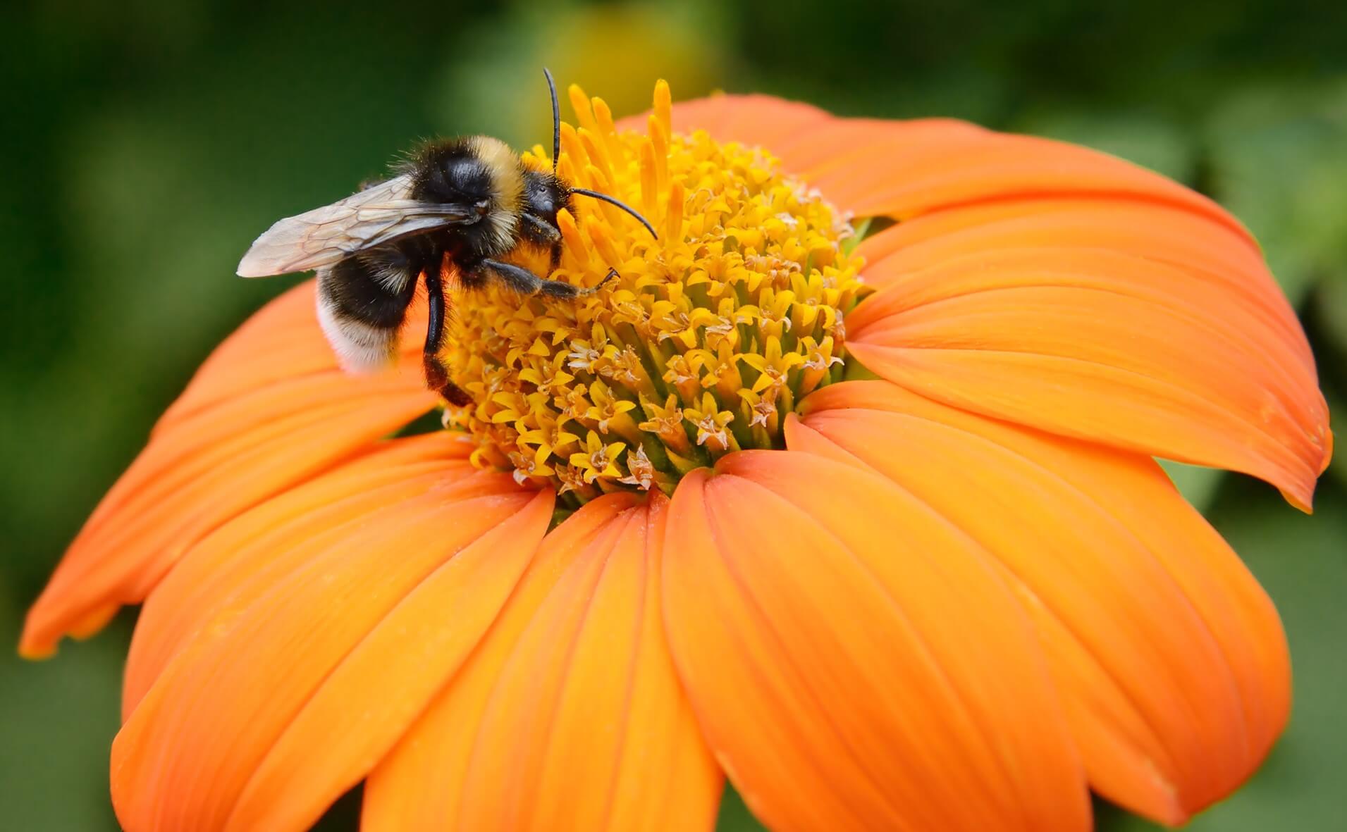 What would happen if bees died out