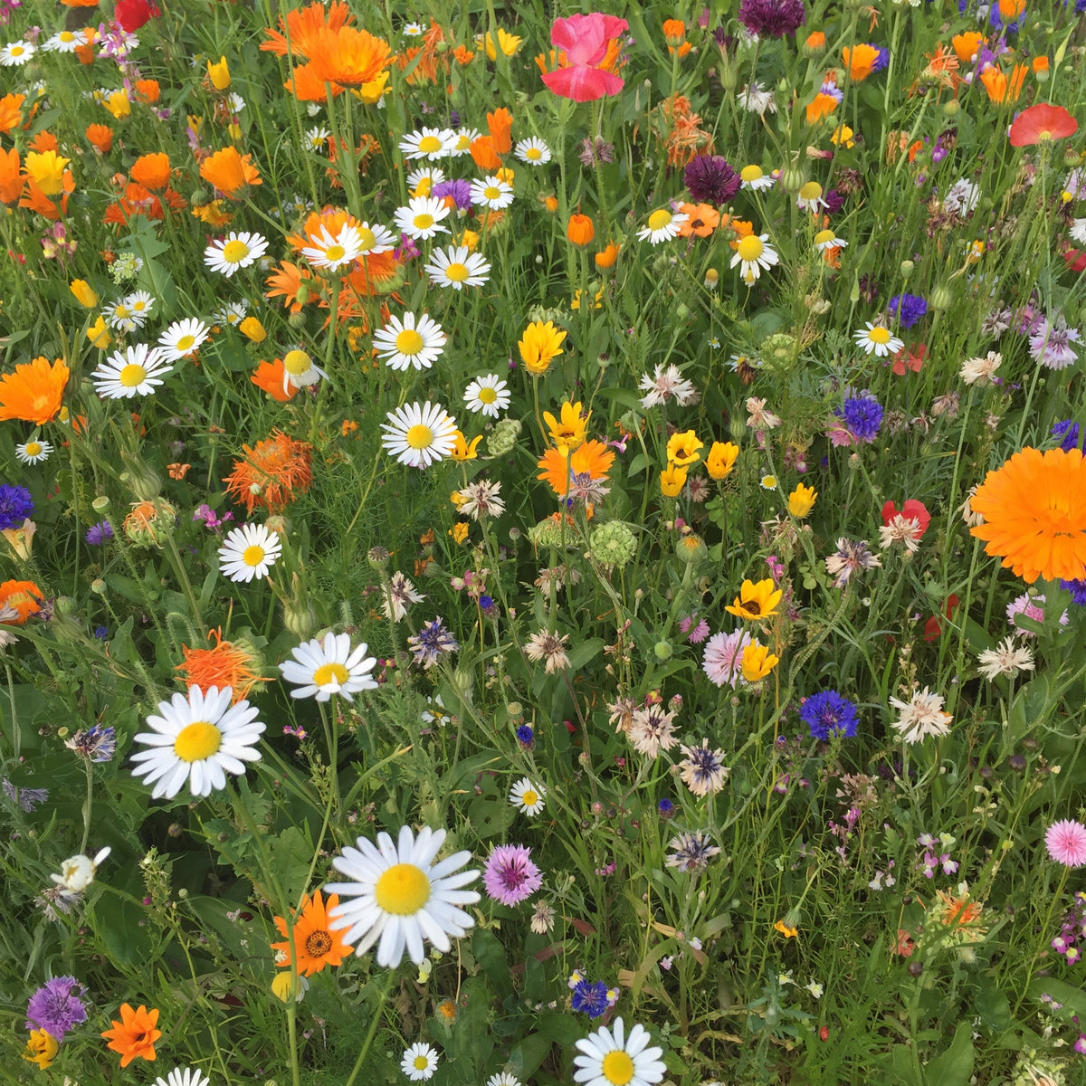 wildflower seeds uk free Free wild flower seeds | UK