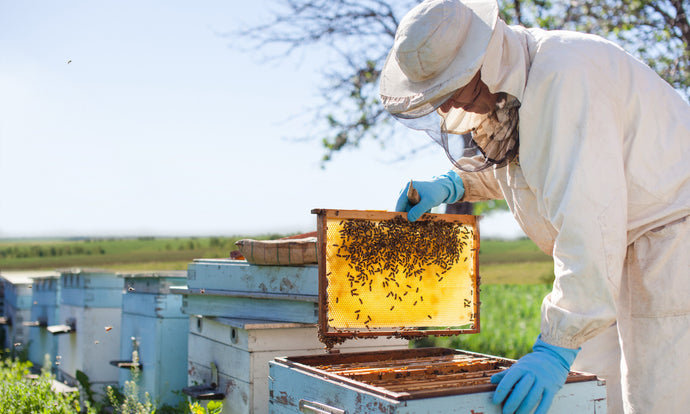 Is Beekeeping Cruel?
