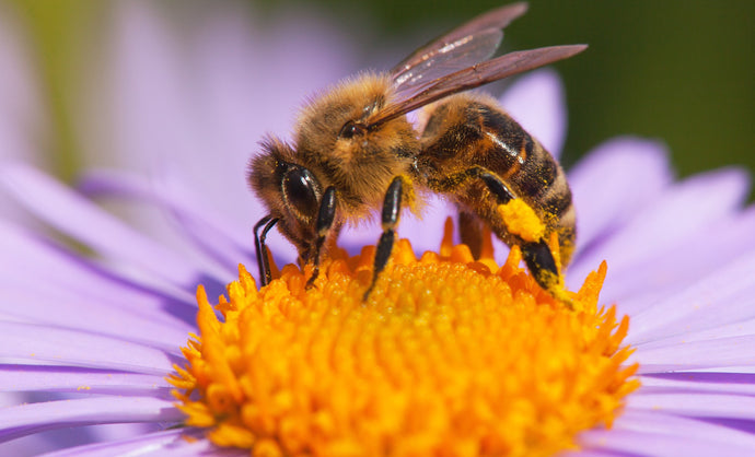 10 Amazing facts about bees