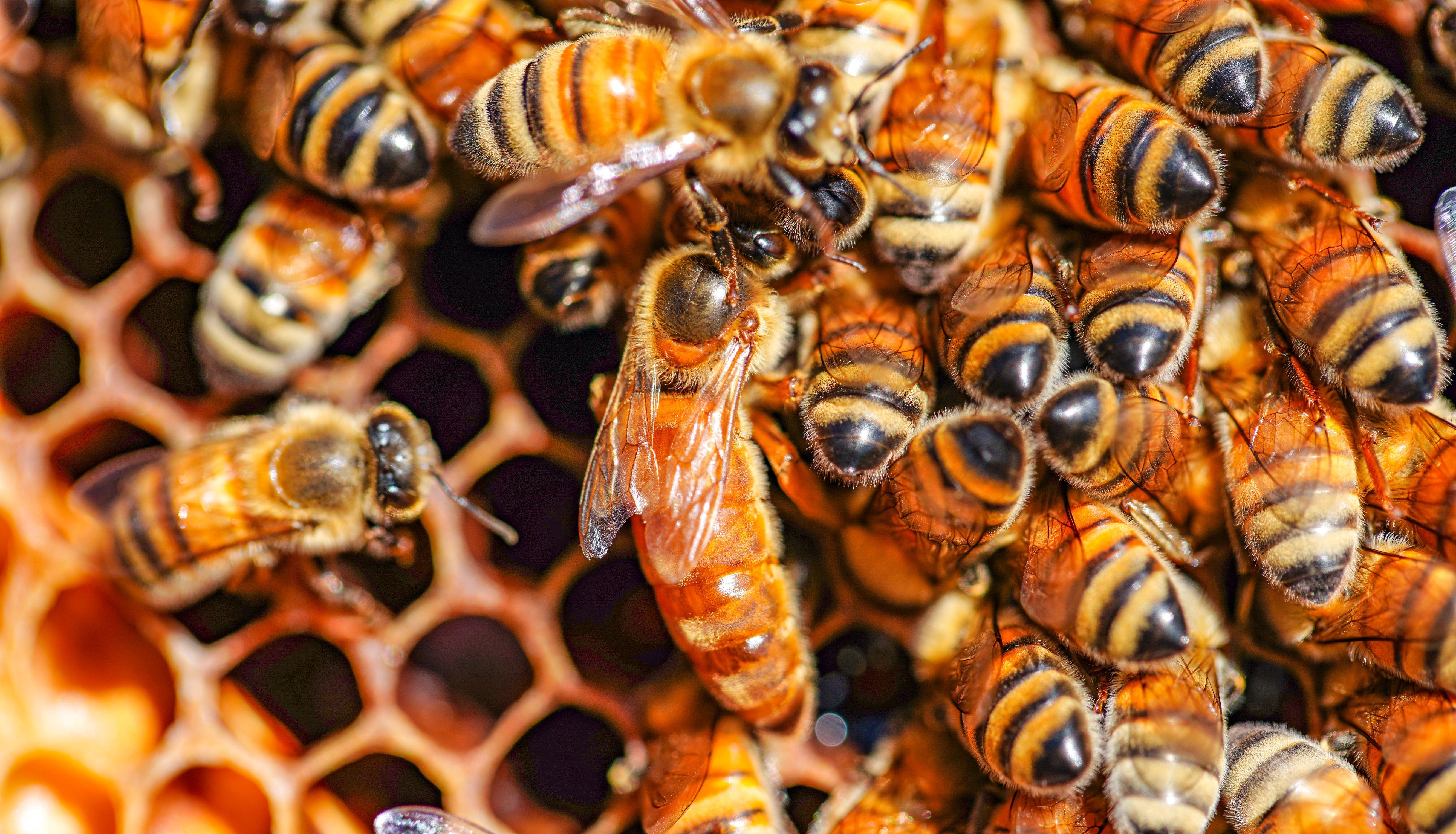 Honeybees - The Difference Between Drones, Workers and Queens.