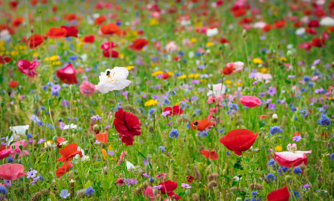 The Best Public Wildflower Gardens in the UK