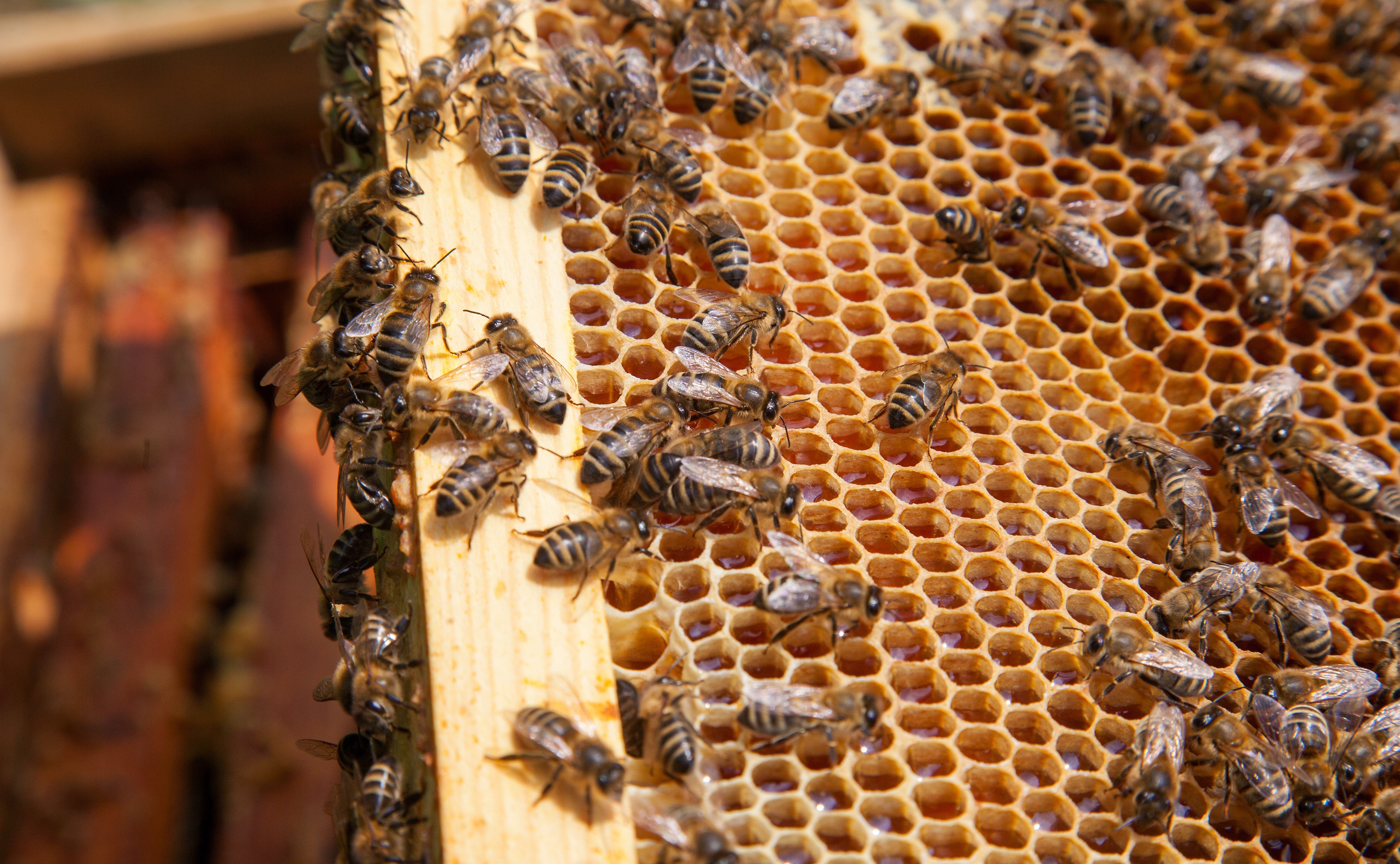 What's Inside a Beehive? – Just Bee Honey