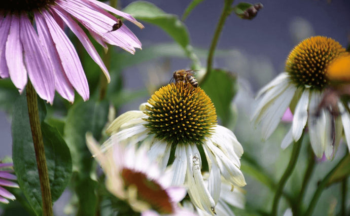 5 easy garden tips to help save bees