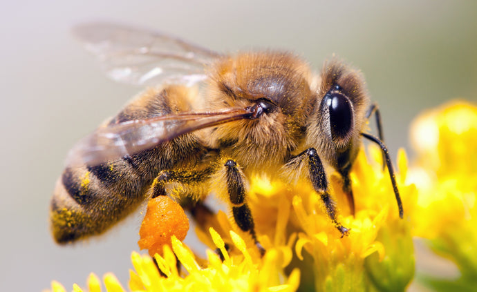 Why has the UK reintroduced the use of neonicotinoids and why should we care?
