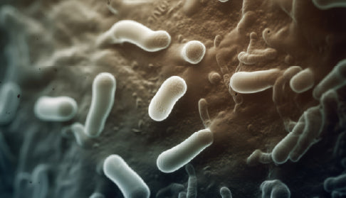 What Are Prebiotics and Probiotics?