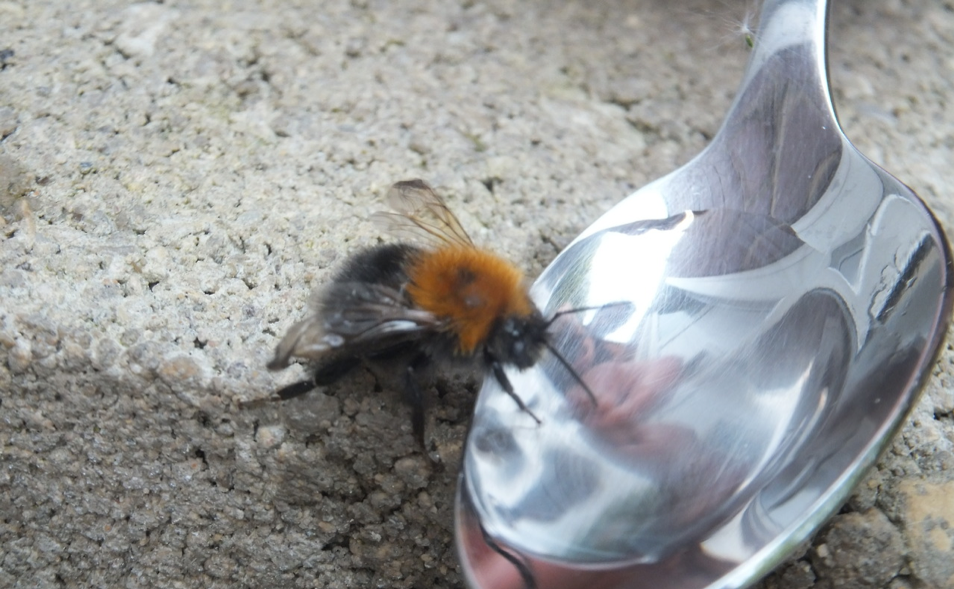 How to help a tired bee