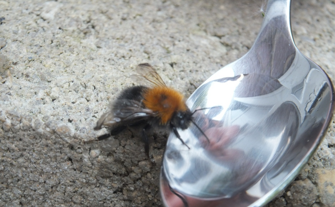 How to help a tired bee