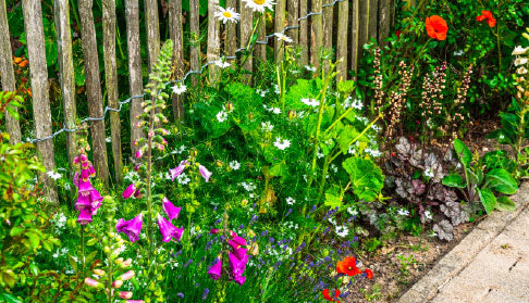 Creating a Bee-Friendly Garden This Season