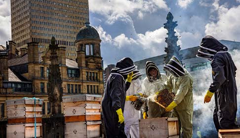 The Impact of Urban Beekeeping