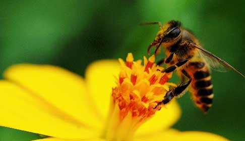 How do bees make honey?