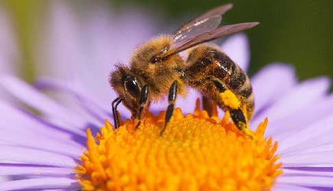 The Royal Bees - King Charles III, Bees and Beekeeping – Just Bee Honey