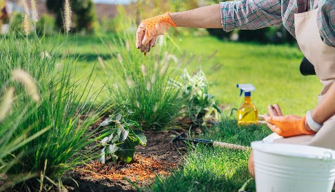 Why Don't We Use Pesticides In Our Garden?