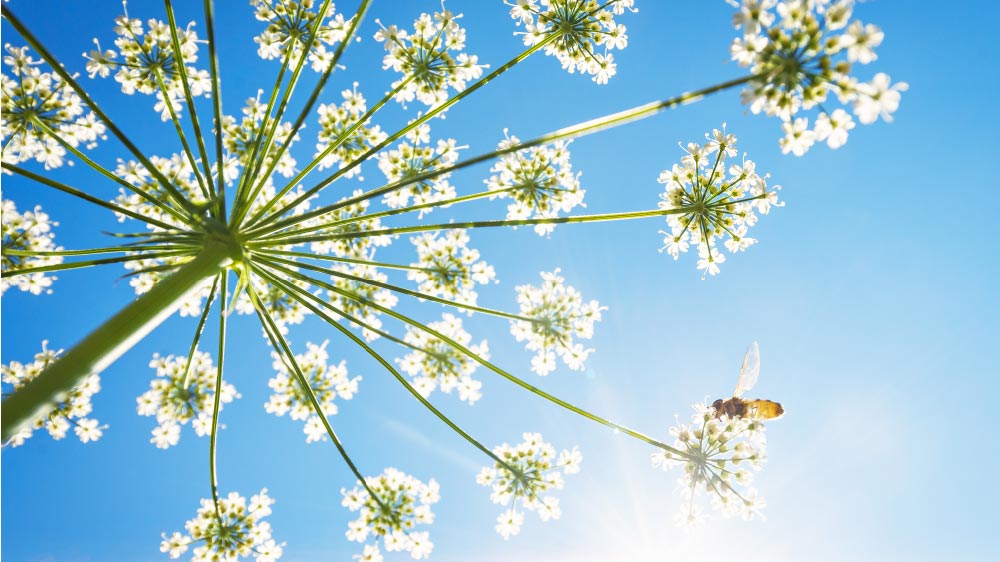 Honey for Seasonal Allergies – Fact or Fiction? 🍯🤧