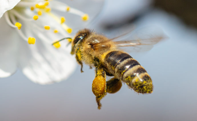 Do you know your different bee species?
