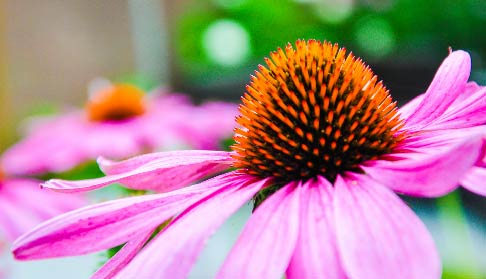 What is Echinacea?