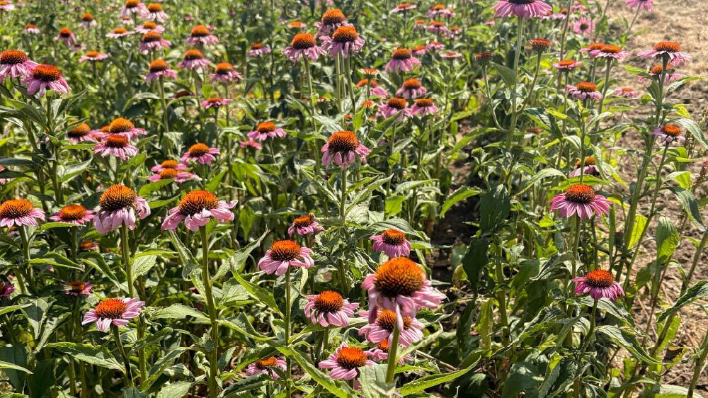 What are Botanicals?