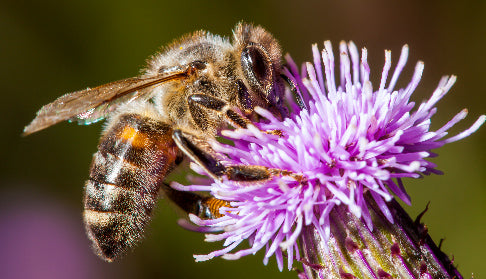 The History of Bees