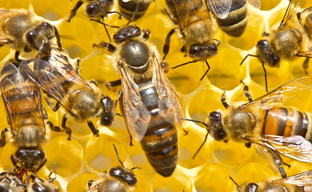 The life of a queen bee