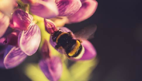 WORLD BEE DAY: WHY POLLINATORS MATTER MORE THAN EVER
