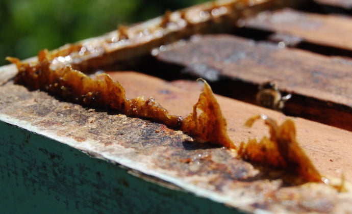Propolis can help