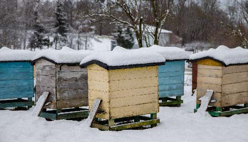 What Do Beekeepers Do In Winter?