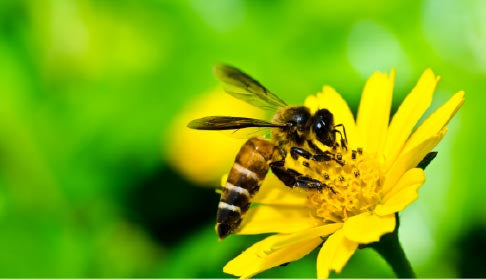 Summer vs Winter Bees