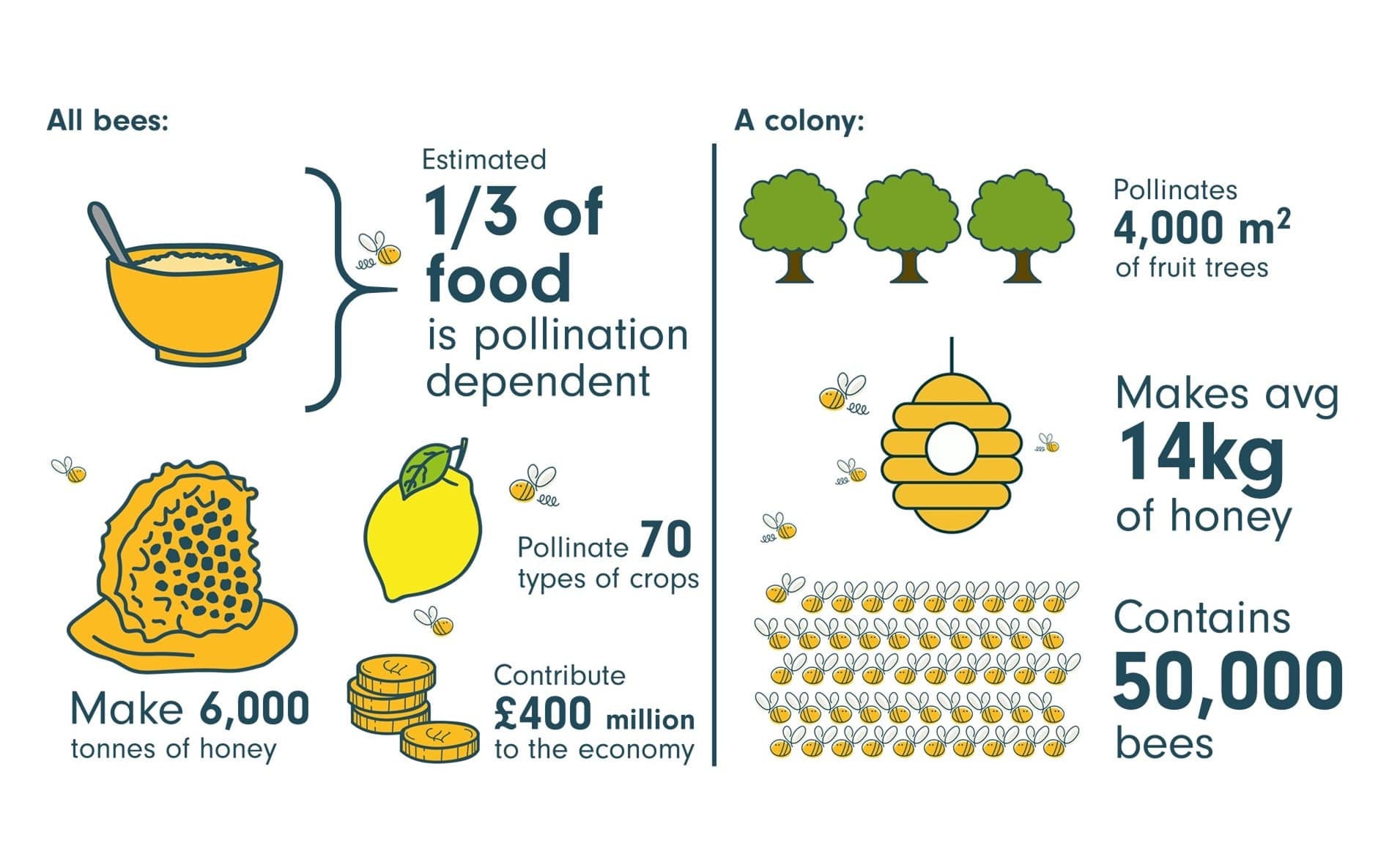 Bees are important to the environment infographic