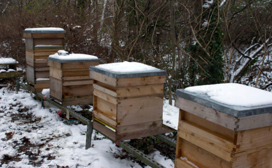 What happens to bees in the winter?