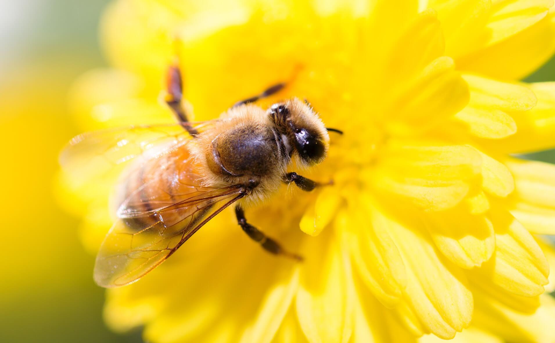 Are bees endangered?