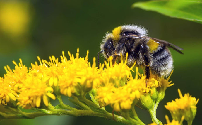 How can we help save bees?