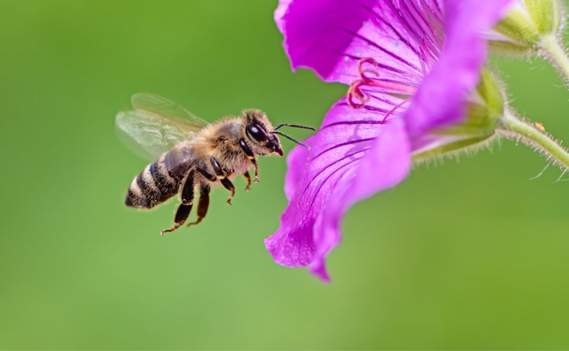 How do honey bees make honey