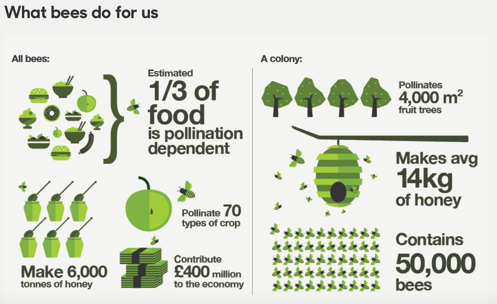 Amazing facts about bees