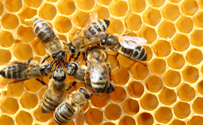 Is honey vegan?