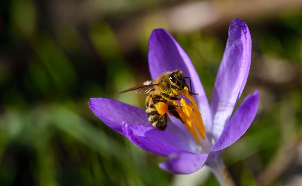 How to help a bee with winter flowers