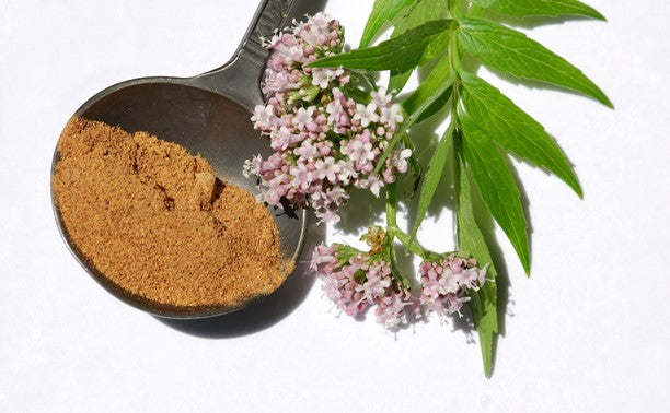 valerian root benefits helps with sleep and anxiety
