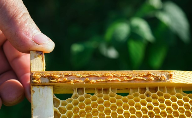 bee propolis on a bee hive frame