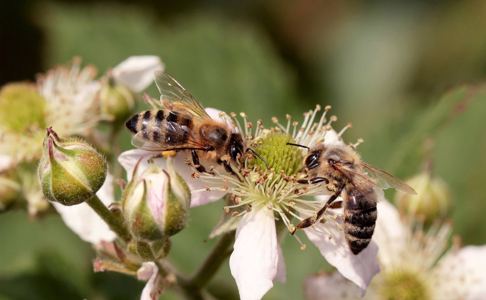 Why are bees struggling to survive?