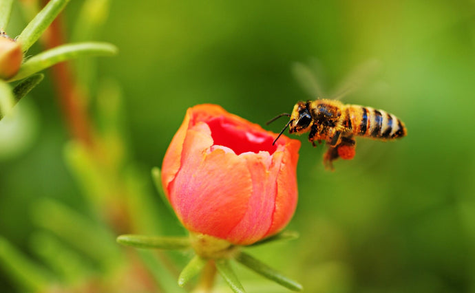 Why does planting flowers help bees?