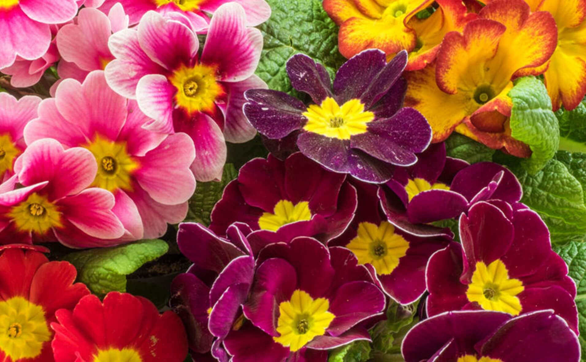 How to prepare you garden for bees in winter