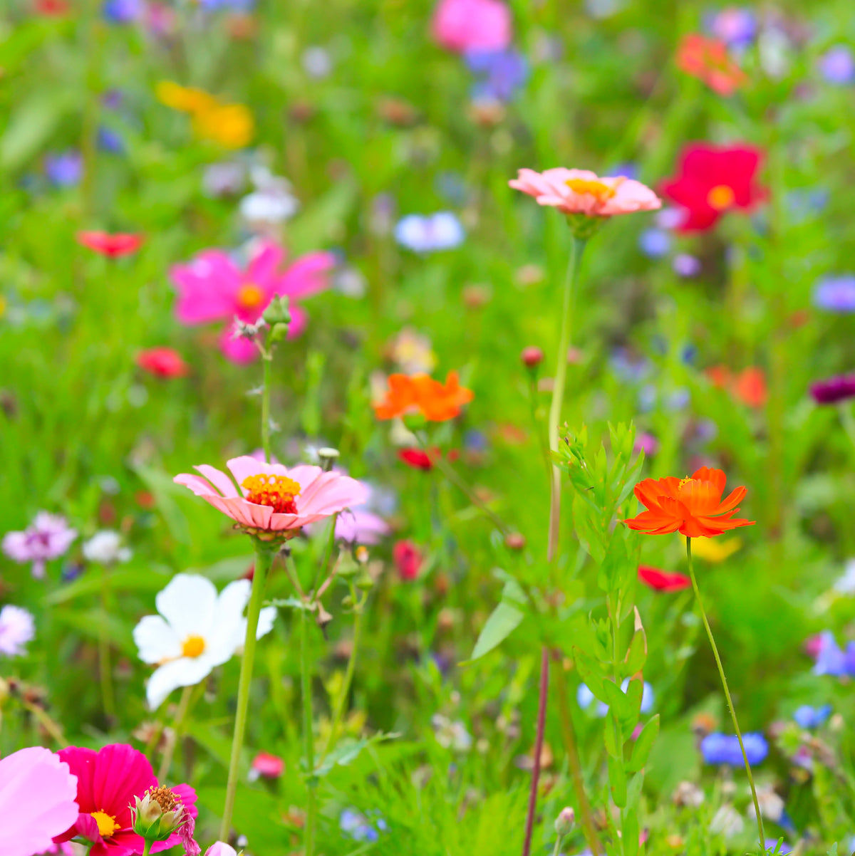 One free pack of bee saving seeds